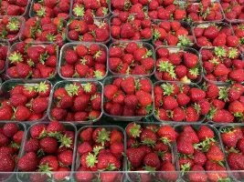 Aardbeien 